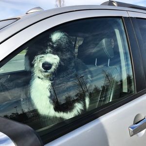 Meet your Posher, Carly